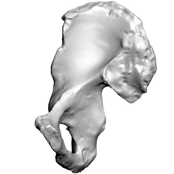 Human Pelvis Bone