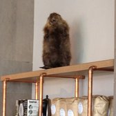 Handsome Coffee Roasters - Beware the beaver. - Los Angeles, CA, United States