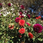 The Getty Center - Dahlias in full bloom - Los Angeles, CA, United States