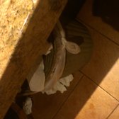 Red Lobster - disgusting bathrooms, filth is all over the place - Elmhurst, NY, United States
